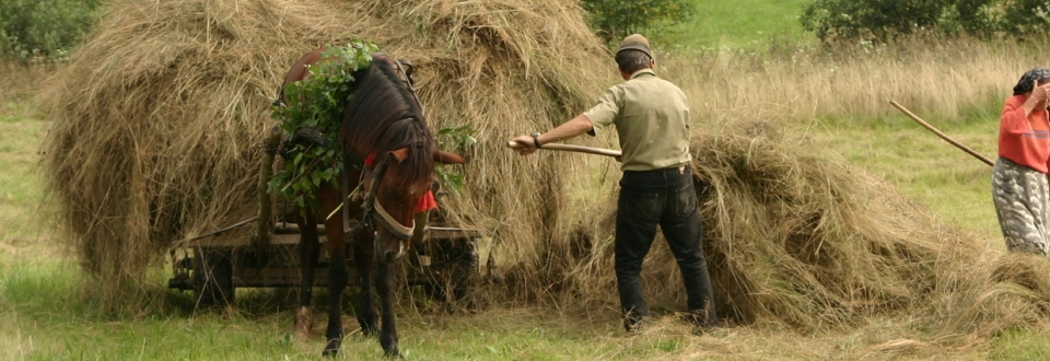 A day in the countryside